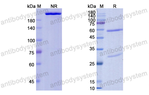 Research Grade Foralumab