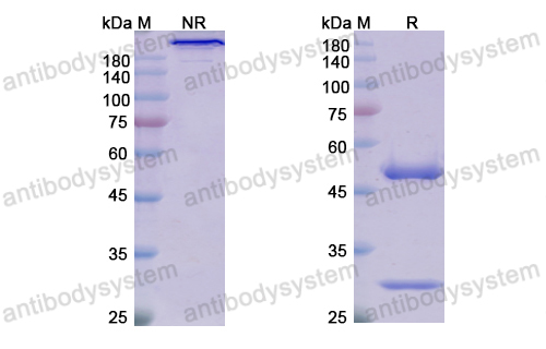 Research Grade Dafsolimab