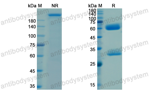 Research Grade Ganitumab