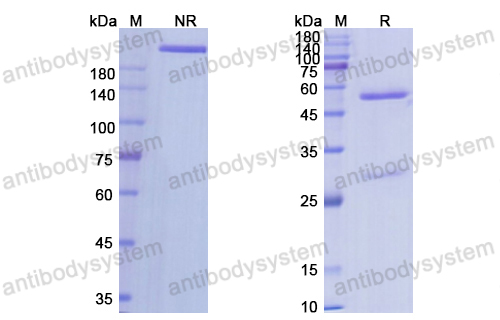 Research Grade Robatumumab