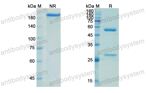 Research Grade 4F2Mab