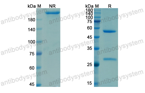 Research Grade Garetosmab