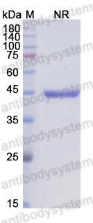 Research Grade Abciximab