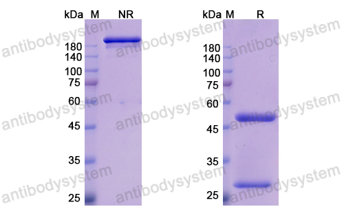 Research Grade Emibetuzumab