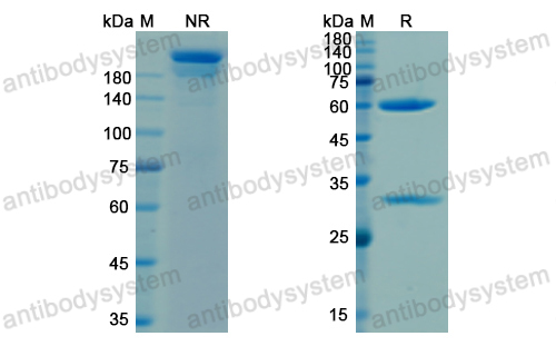 Research Grade Telisotuzumab