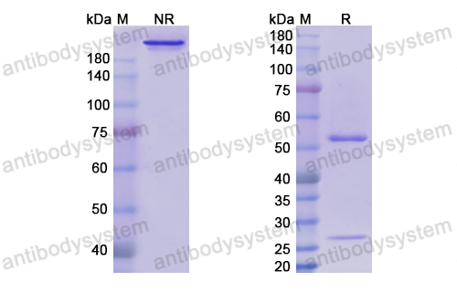 Research Grade Volociximab