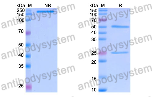 Research Grade Burfiralimab