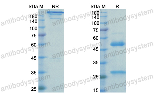 Research Grade Rinucumab