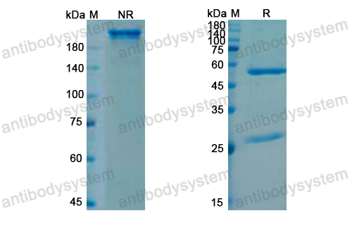 Research Grade Sutimlimab