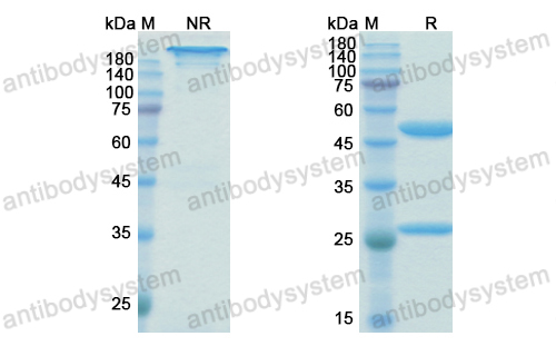 Research Grade Birtamimab