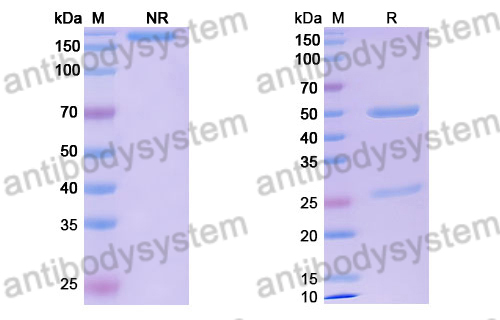 Research Grade Anselamimab