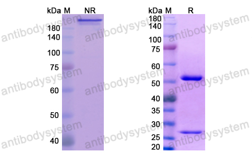 Research Grade Anti-Human IL8/CXCL8 Antibody (ABX-IL8)