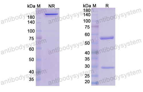 Research Grade Clervonafusp Alfa