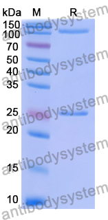 Research Grade Clervonafusp Alfa