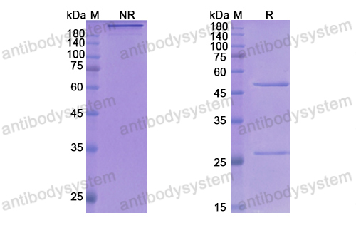 Research Grade Gosuranemab