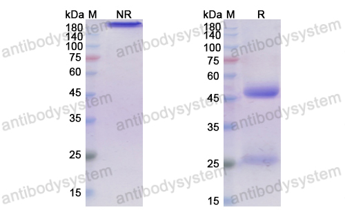 Research Grade Tilavonemab