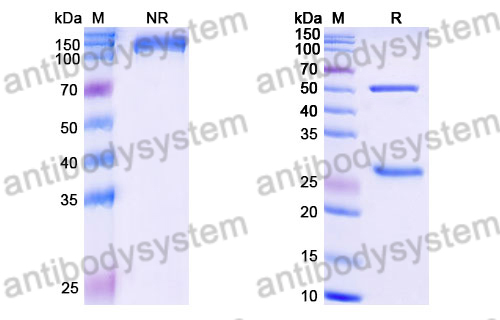 Research Grade Posdinemab