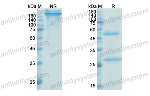 Research Grade Befovacimab