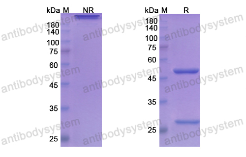 Research Grade Concizumab