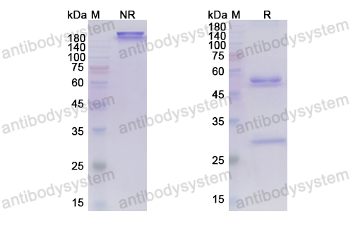 Research Grade Marstacimab