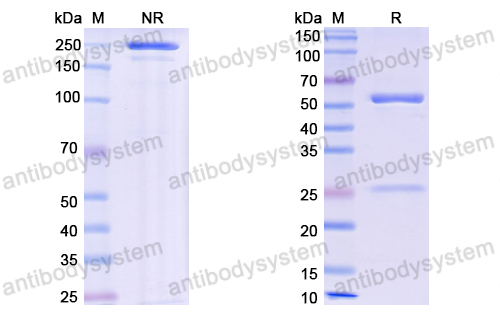 Research Grade Barzolvolimab