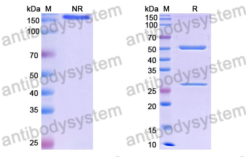 Research Grade Briquilimab