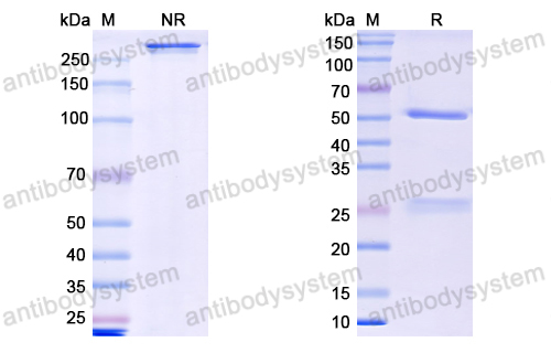 Research Grade Theralizumab