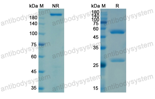 Research Grade Lilotomab