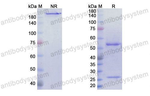 Research Grade Naratuximab