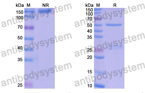 Research Grade Fazpilodemab