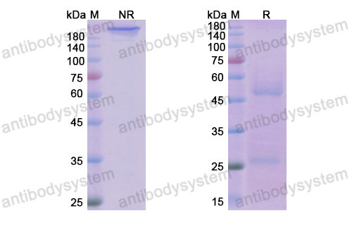 Research Grade Ofatumumab