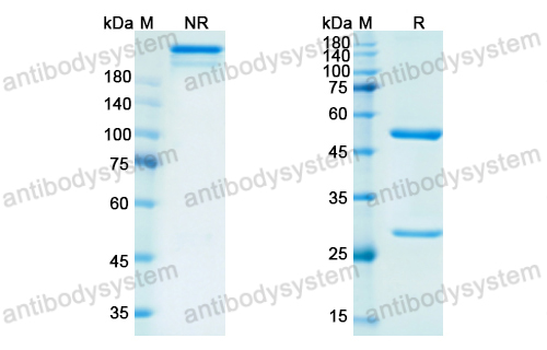 Research Grade Rituximab