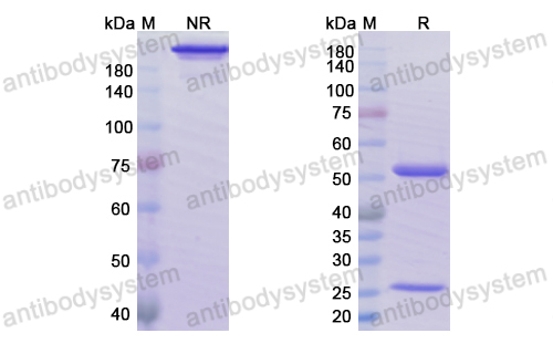 Research Grade Ublituximab