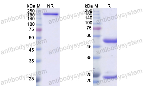 Research Grade Ripertamab