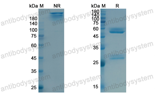 Research Grade Tositumomab