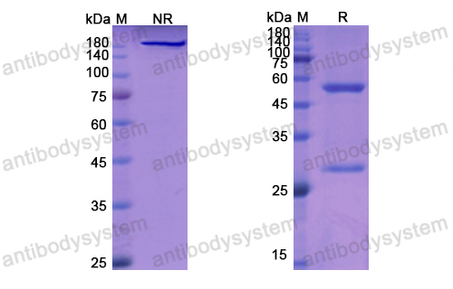 Research Grade Veltuzumab