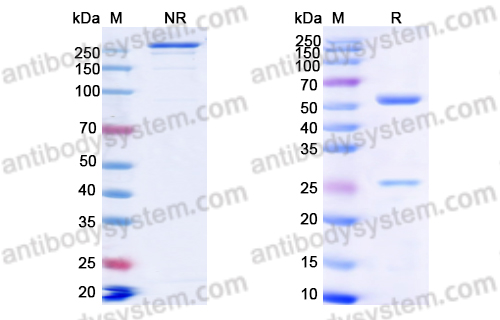 Research Grade Epcoritamab