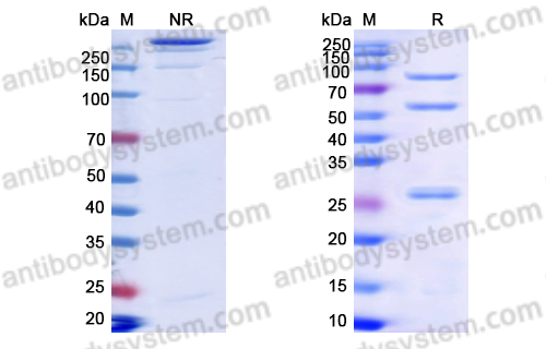 Research Grade Glofitamab