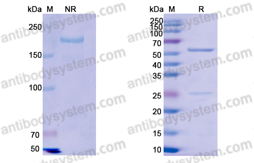 Research Grade Odronextamab