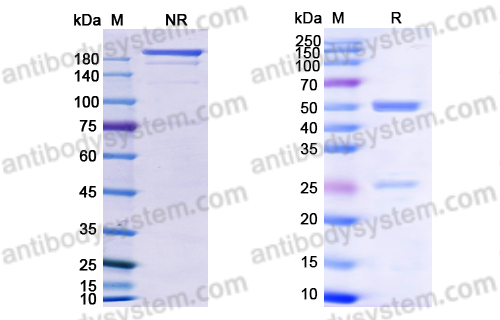 Research Grade Mosunetuzumab