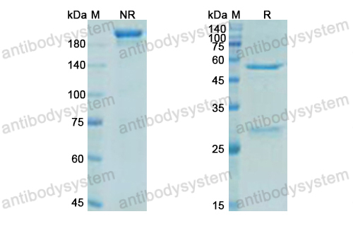 Research Grade Zuberitamab