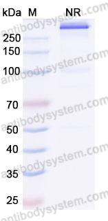 Research Grade Imvotamab