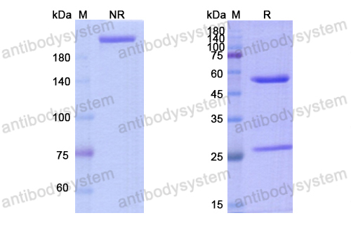 Research Grade Carlumab