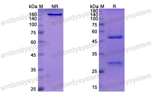 Research Grade Vedolizumab