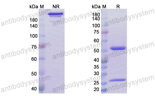 Research Grade Abrilumab