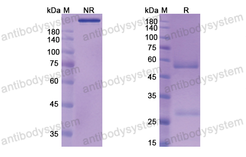 Research Grade Aselizumab