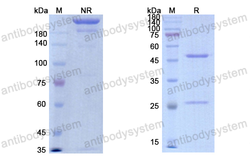 Research Grade Imalumab