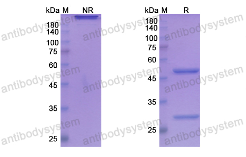 Research Grade Ficlatuzumab