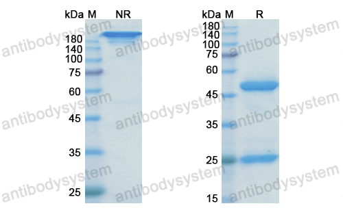 Research Grade Rilotumumab