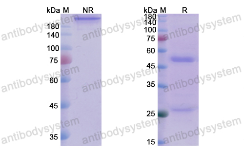 Research Grade Andecaliximab